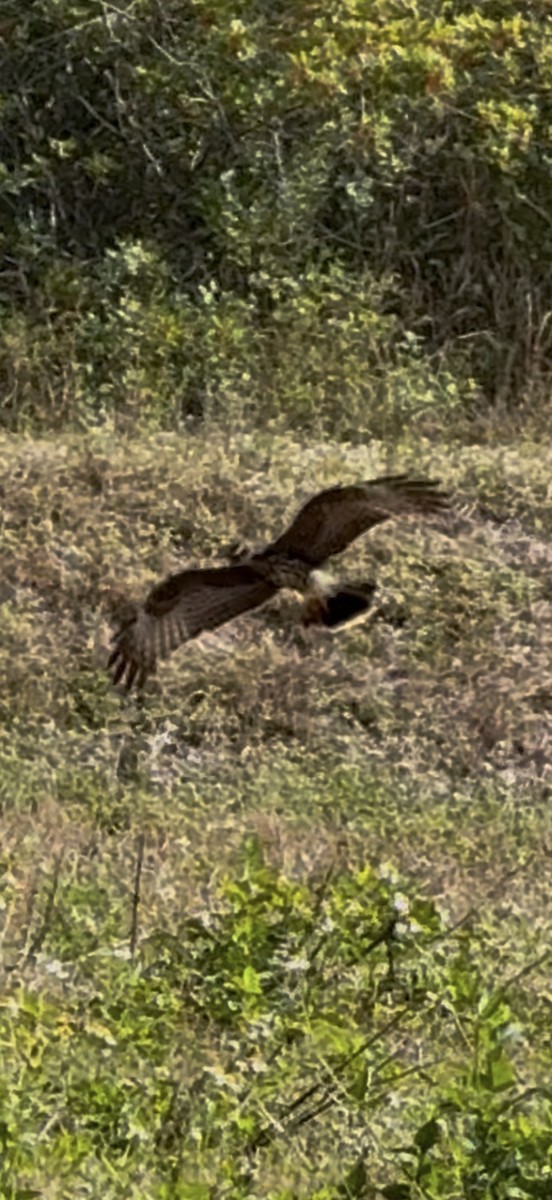 Коршун-слизнеед - ML646798228