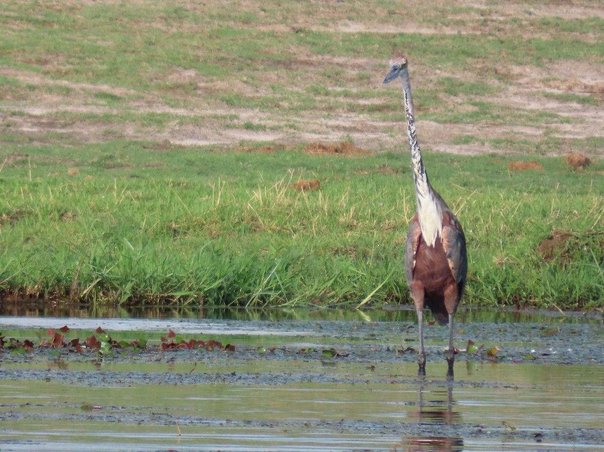 Цапля-голиаф - ML646798231