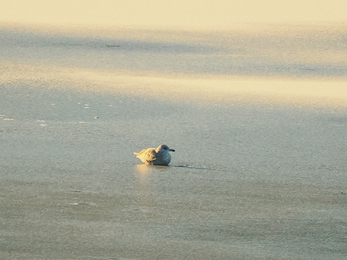 Американская чайка - ML646798234