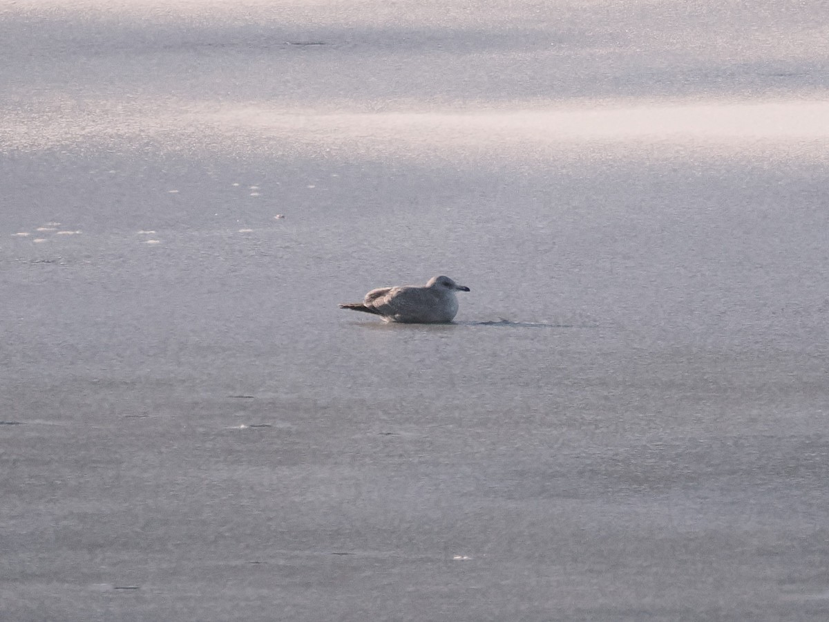 Американская чайка - ML646798235