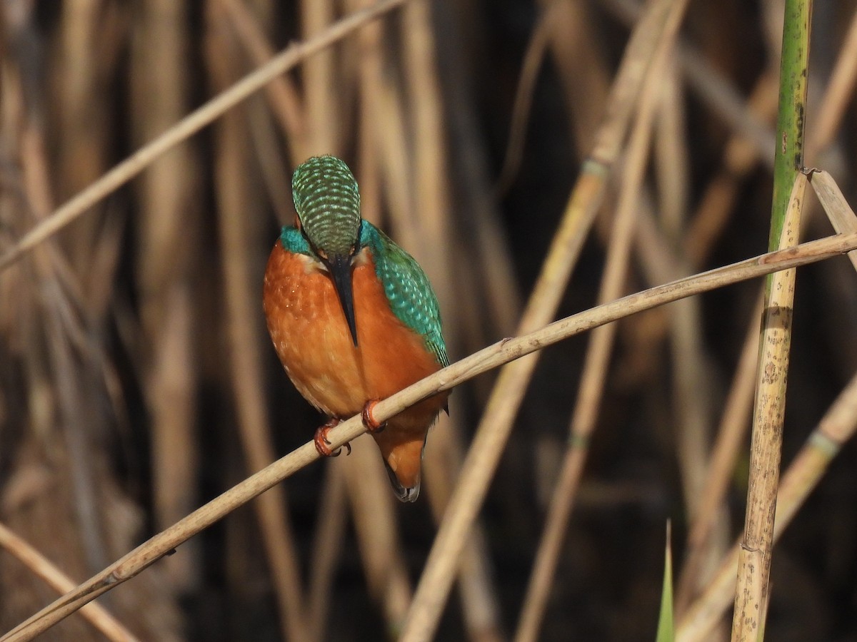 カワセミ - ML646798238