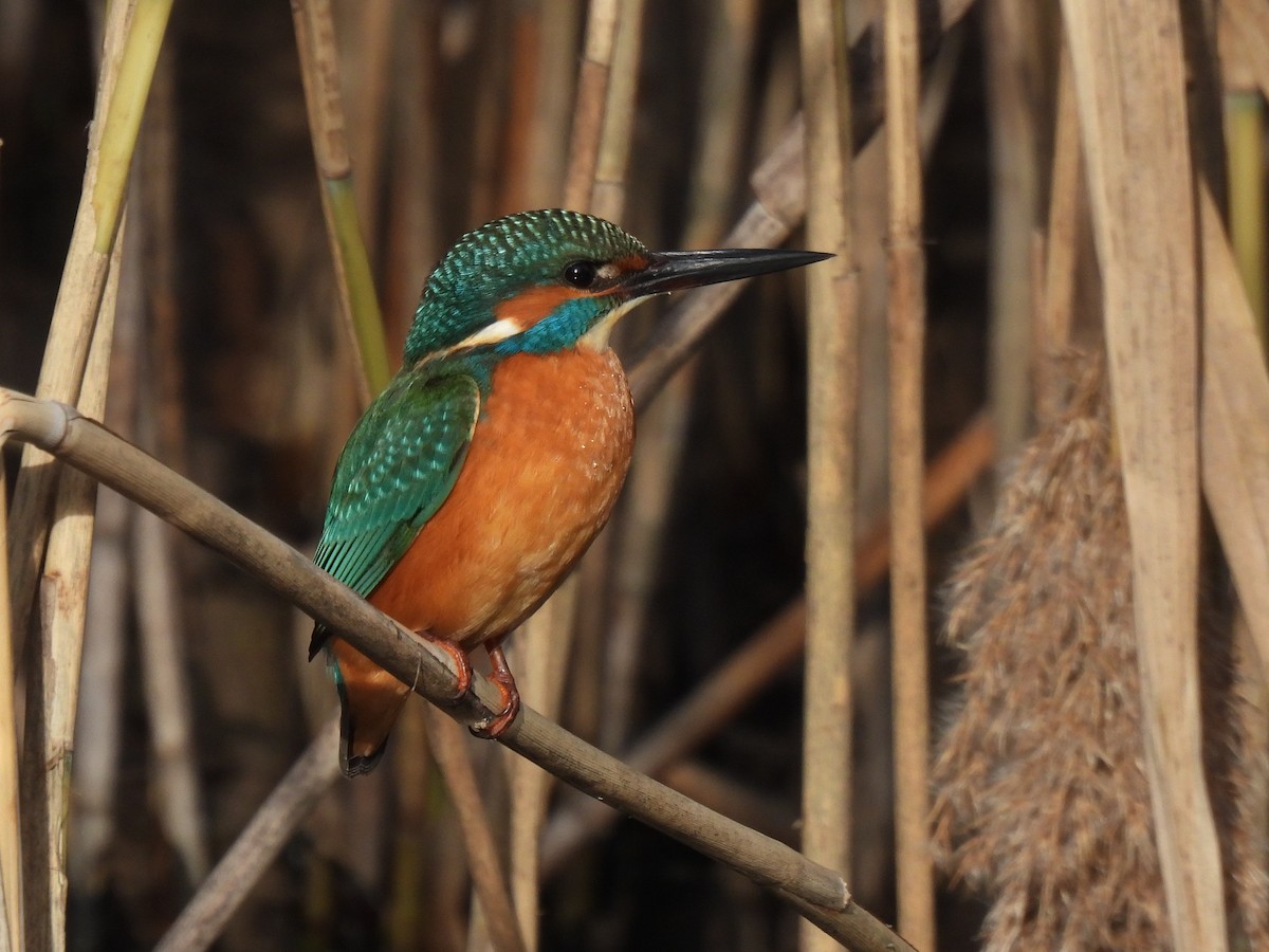 カワセミ - ML646798239