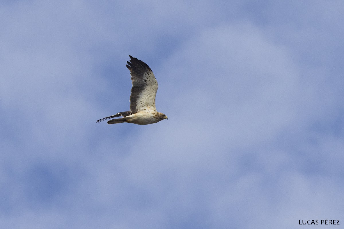 Arrano txikia - ML646798241