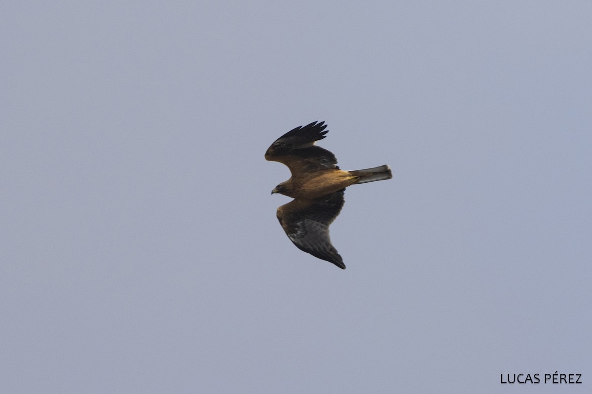 Arrano txikia - ML646798242