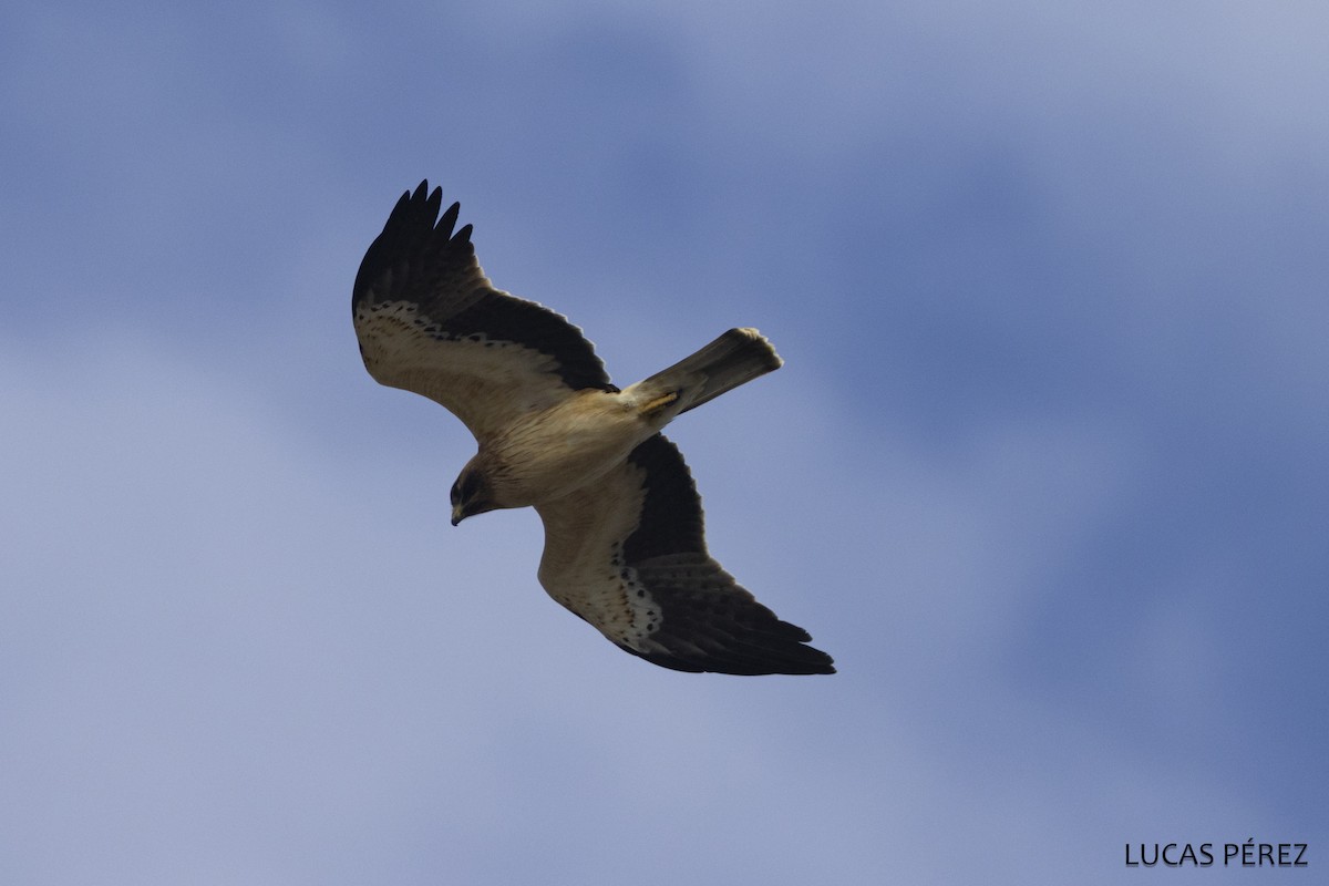 Arrano txikia - ML646798243