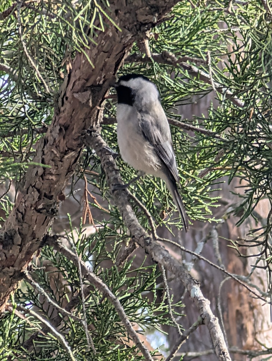 Carolina Chickadee - ML646798244