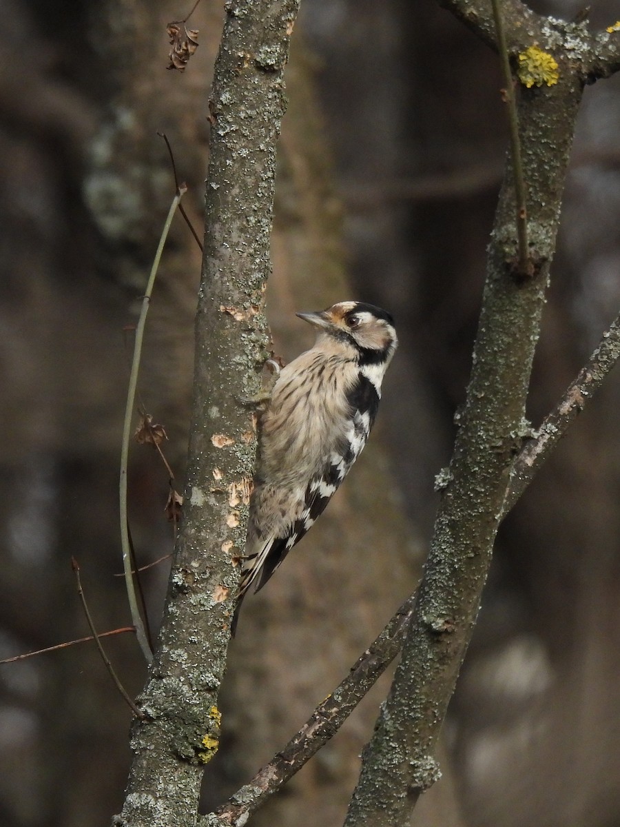 コアカゲラ - ML646798245