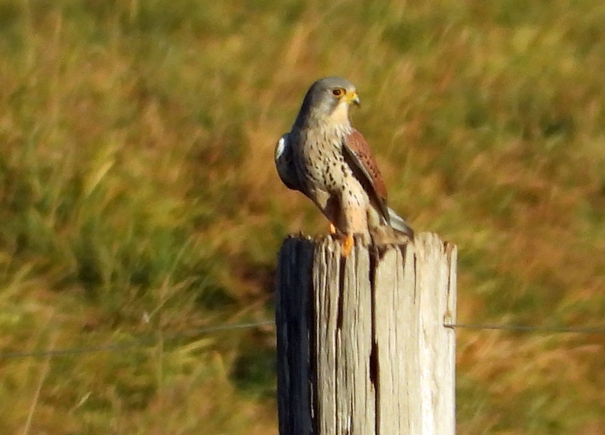 Начин шонхор - ML646798246