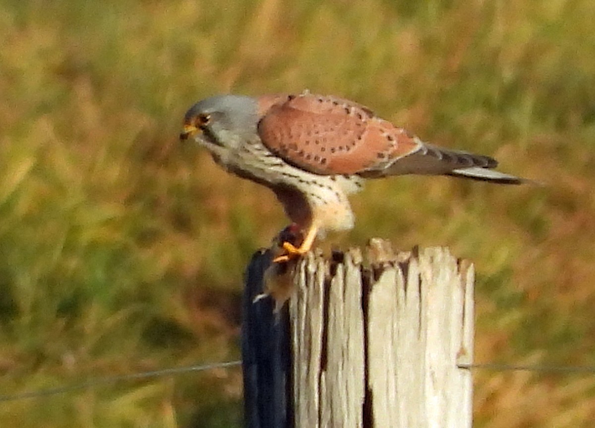 Начин шонхор - ML646798247