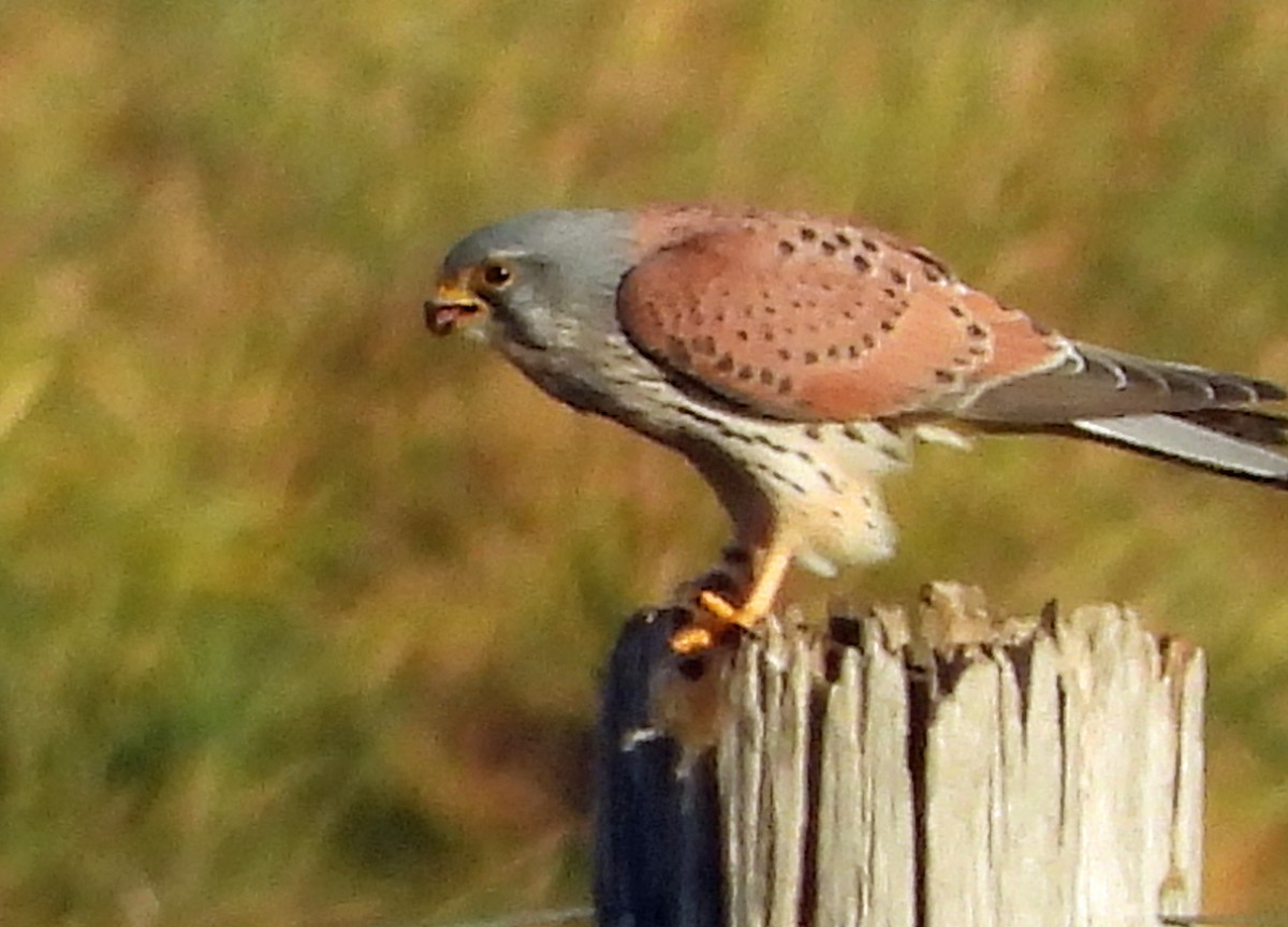 Начин шонхор - ML646798248