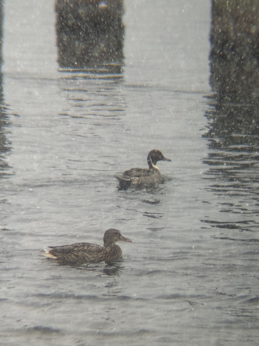 Northern Pintail - ML646798249