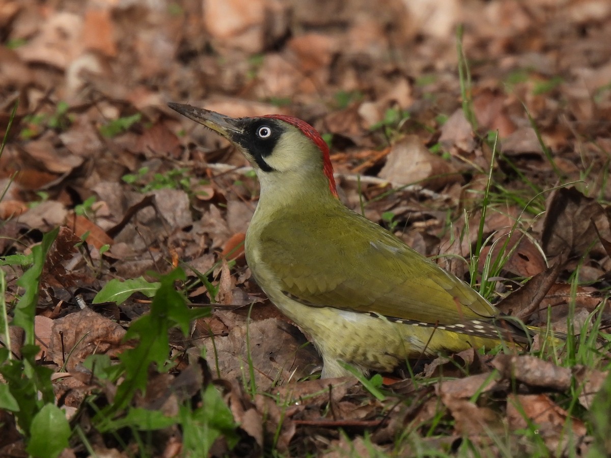 ヨーロッパアオゲラ - ML646798250