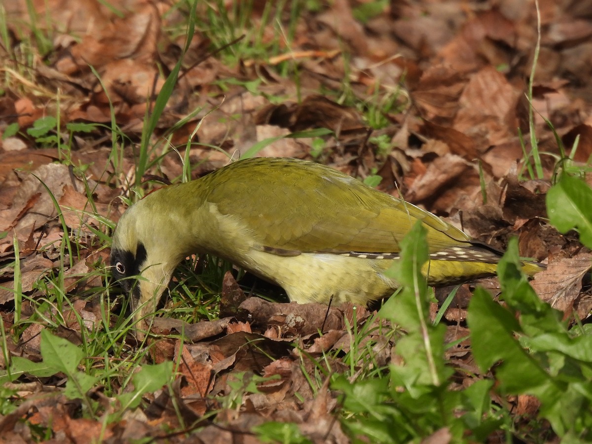 ヨーロッパアオゲラ - ML646798251