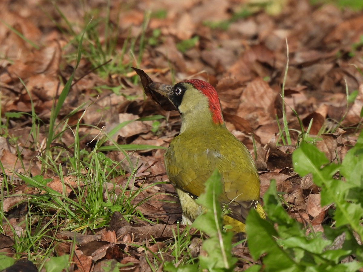 ヨーロッパアオゲラ - ML646798252