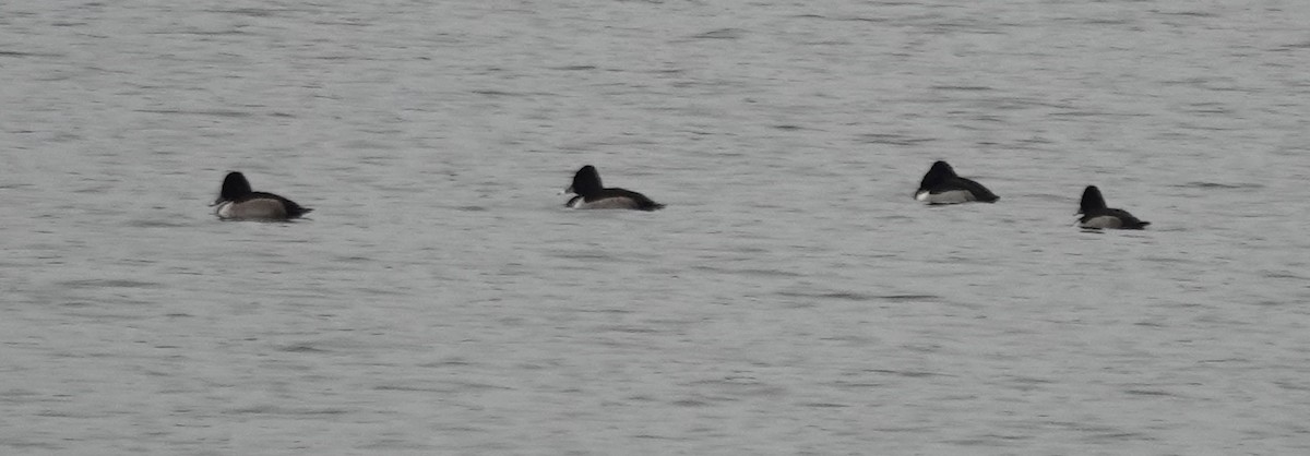 ringand - ML646798255