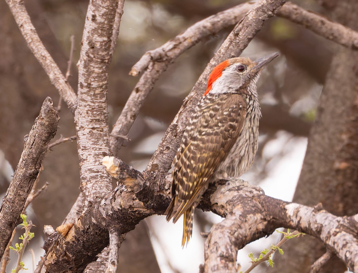 Pito Cardenal - ML646798256