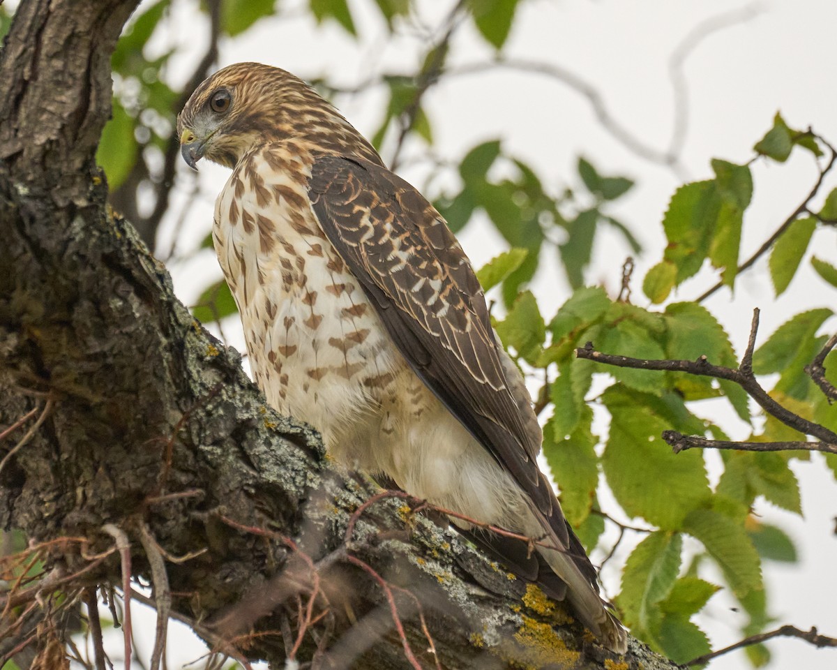 ハネビロノスリ - ML646798257