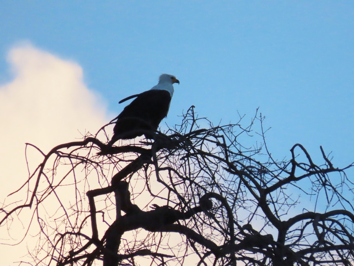 African Fish-Eagle - ML646798258
