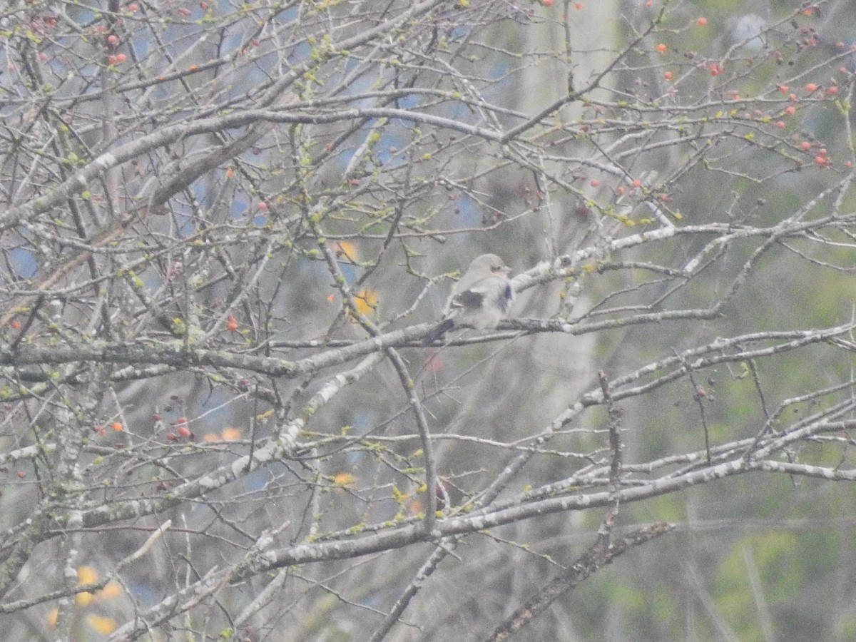 Taigaraubwürger - ML646798259