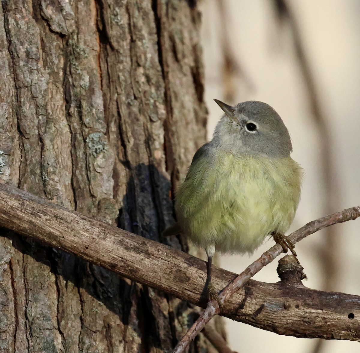 Orange-crowned Warbler - ML646798260