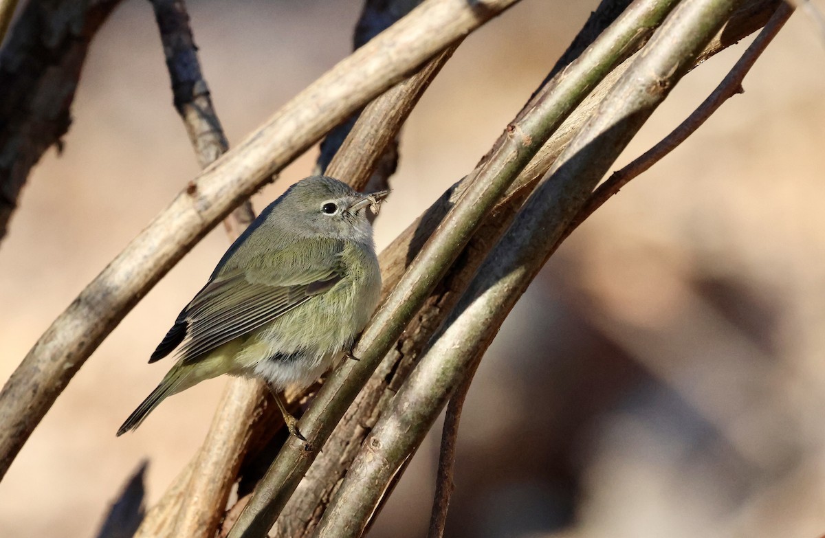Orange-crowned Warbler - ML646798261