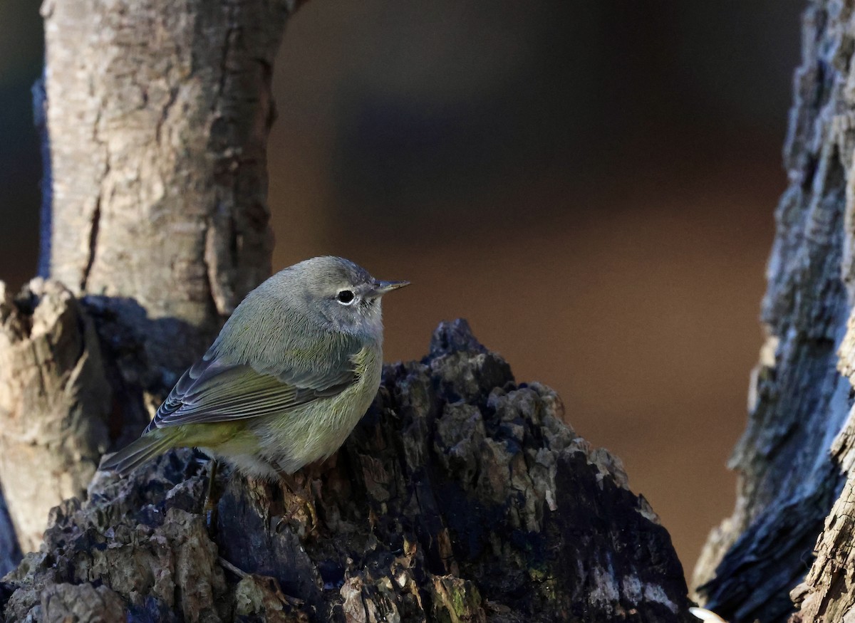 Orange-crowned Warbler - ML646798262