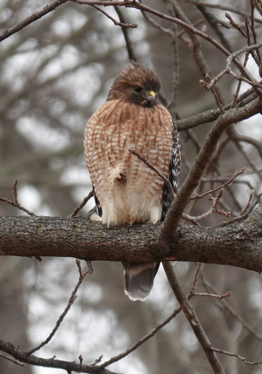 rødvingevåk - ML646798264