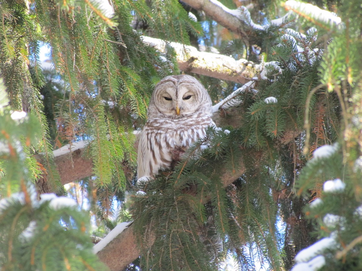 Полосатая неясыть - ML646798265