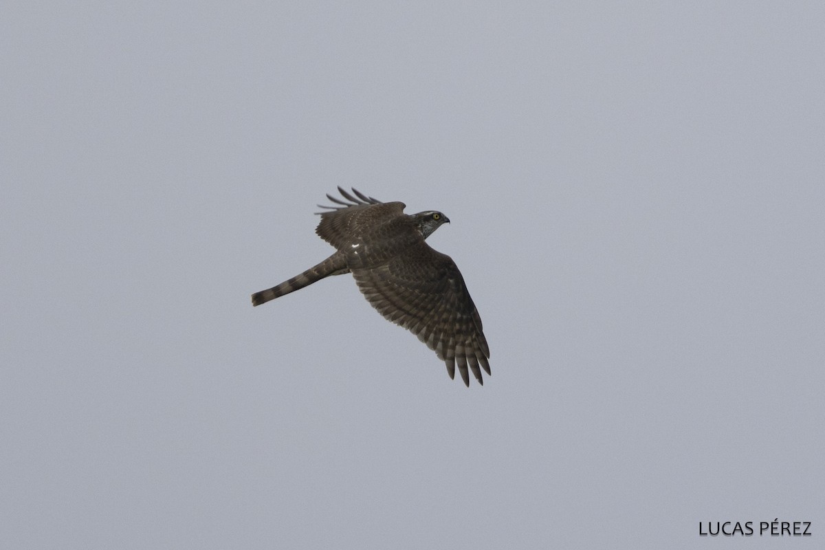 Gabirai arrunta - ML646798266