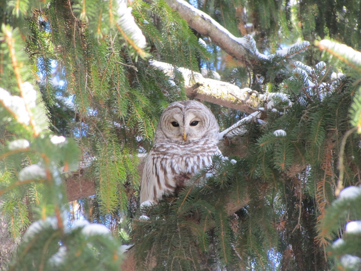 Полосатая неясыть - ML646798267