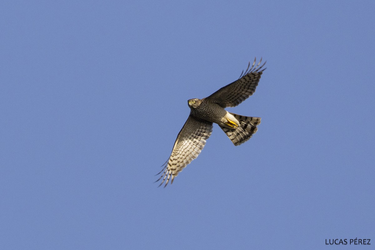 Gabirai arrunta - ML646798268