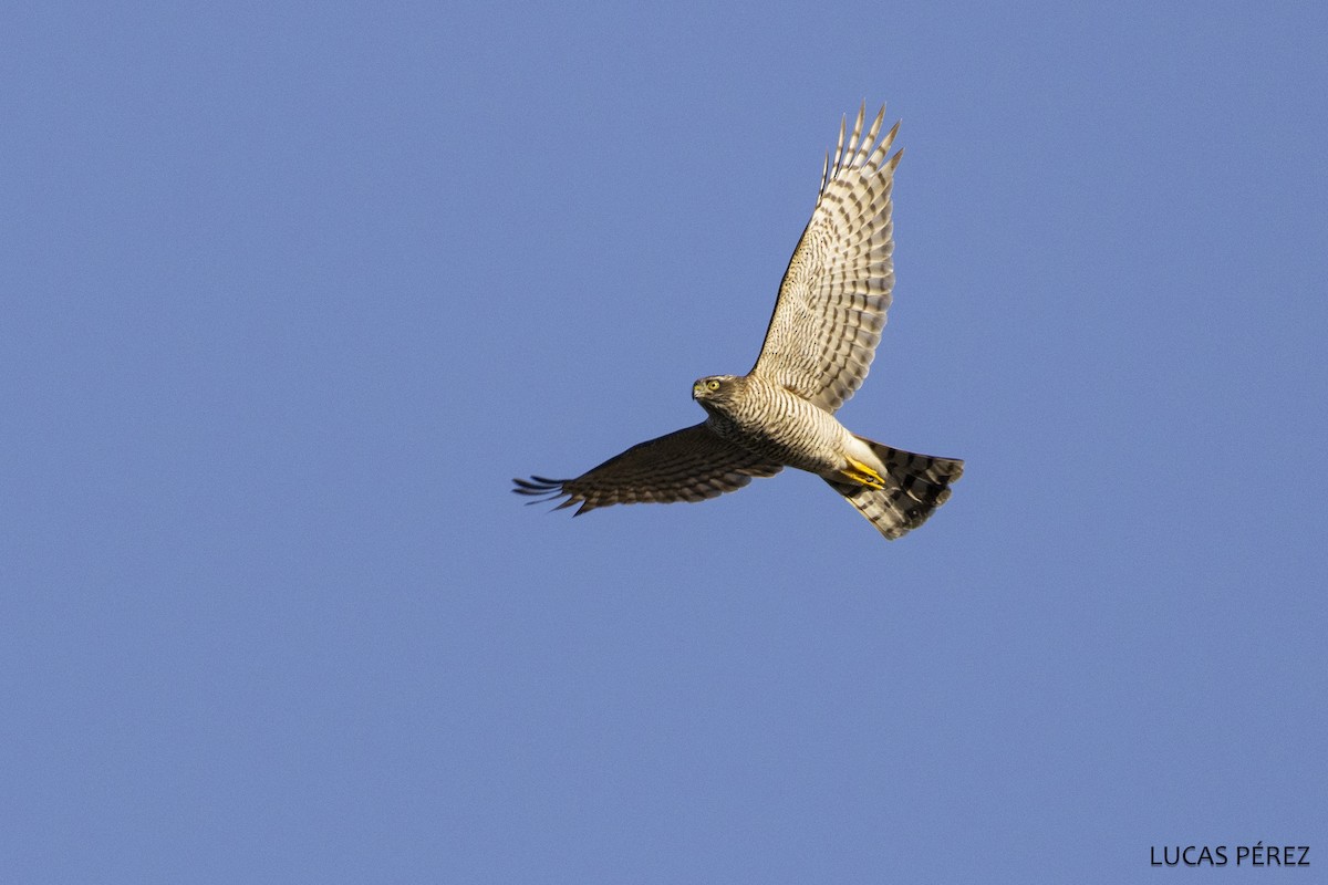 Gabirai arrunta - ML646798270