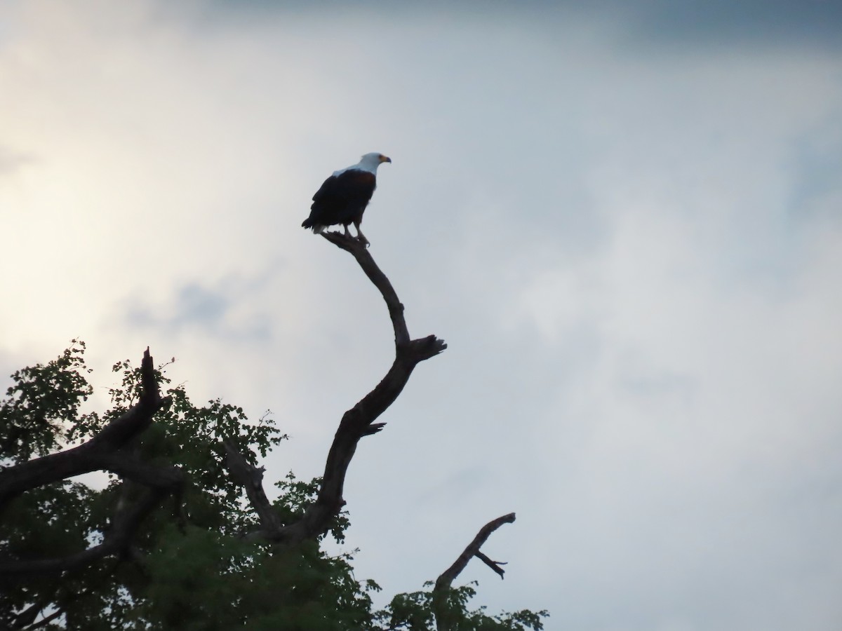 African Fish-Eagle - ML646798273