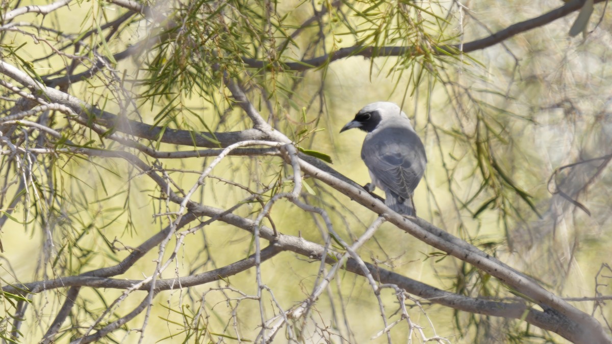 Masked Woodswallow - ML646798274