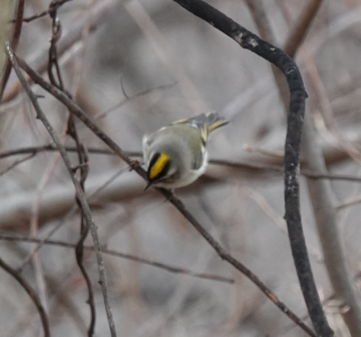 ildkronefuglekonge - ML646798275