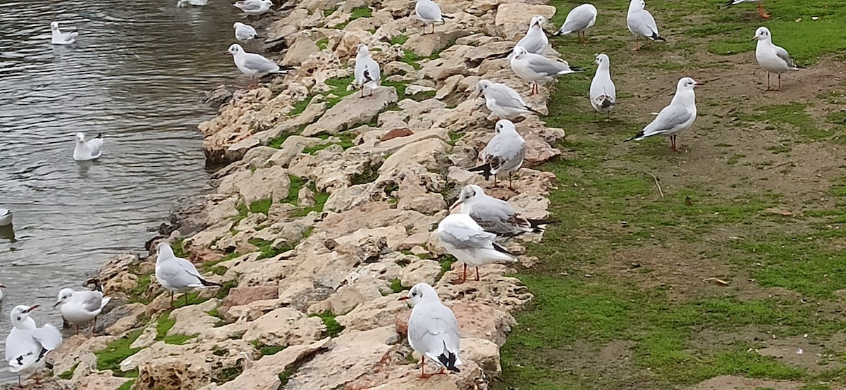 Мартин звичайний - ML646798276