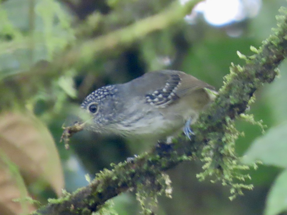 Spot-crowned Antvireo - ML646798278