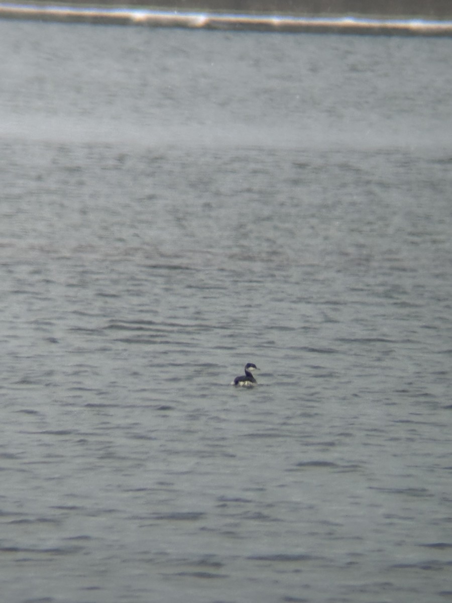 Красношейная поганка - ML646798279