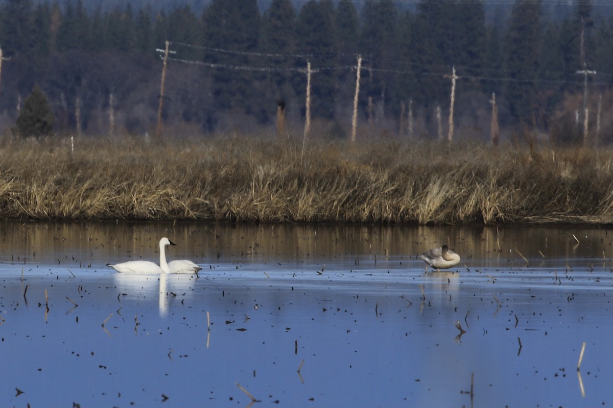 Tundra Swan - ML646798280