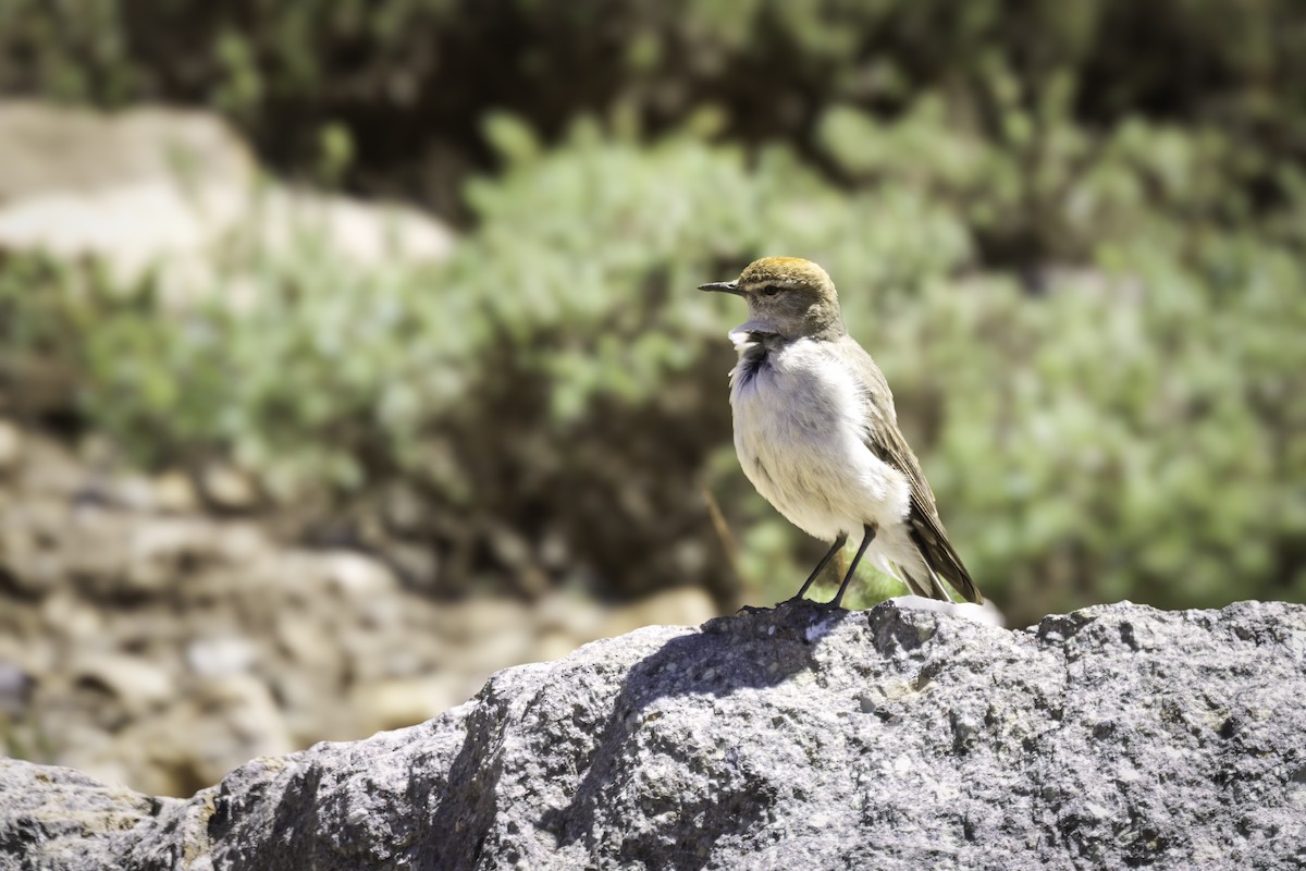 White-browed Ground-Tyrant - ML646798283