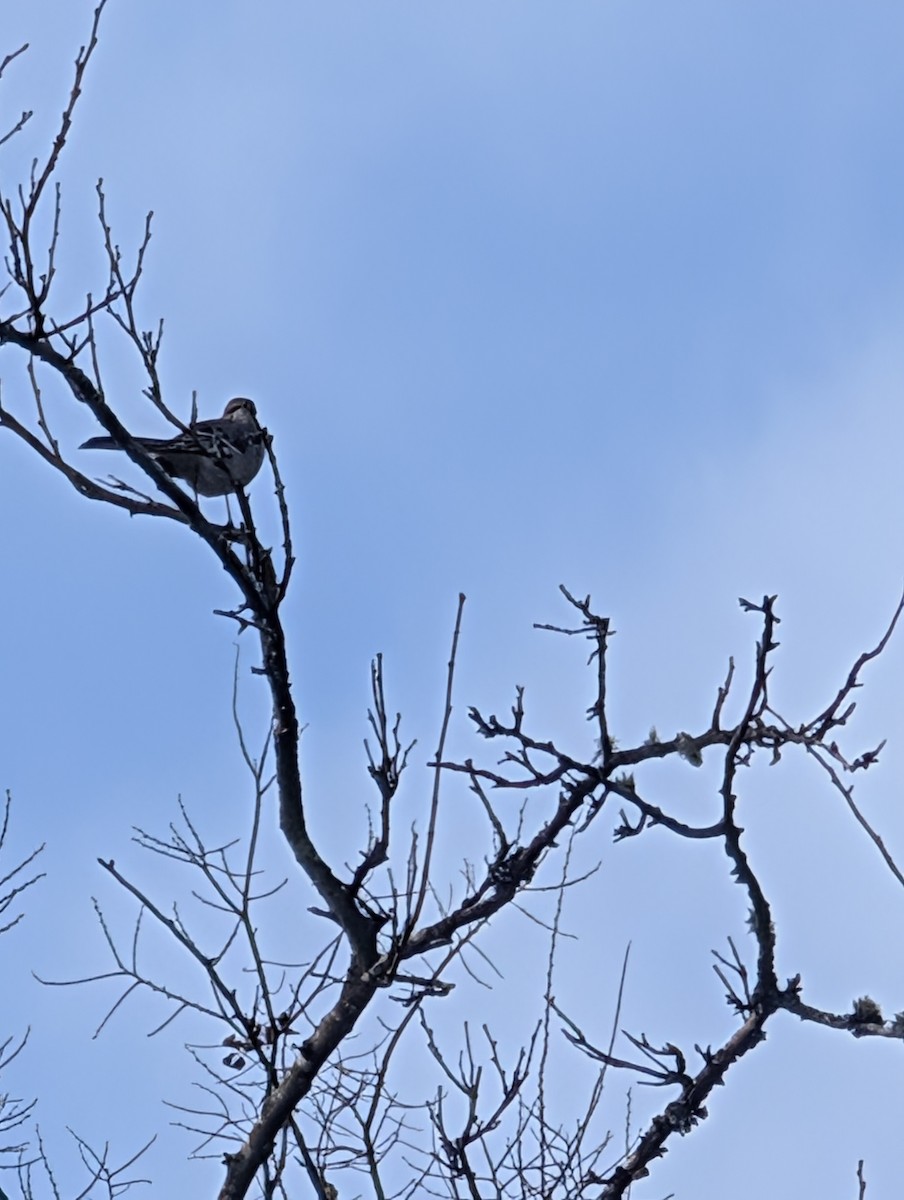 Northern Mockingbird - ML646798284