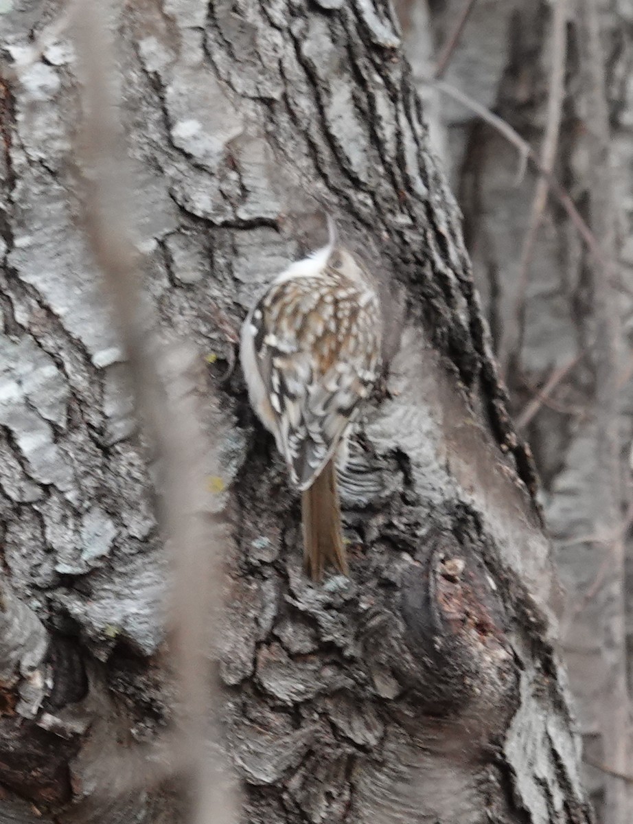 amerikatrekryper - ML646798287