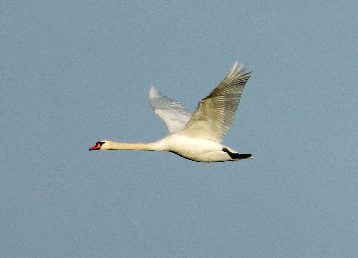 Хуруут хун - ML646798288