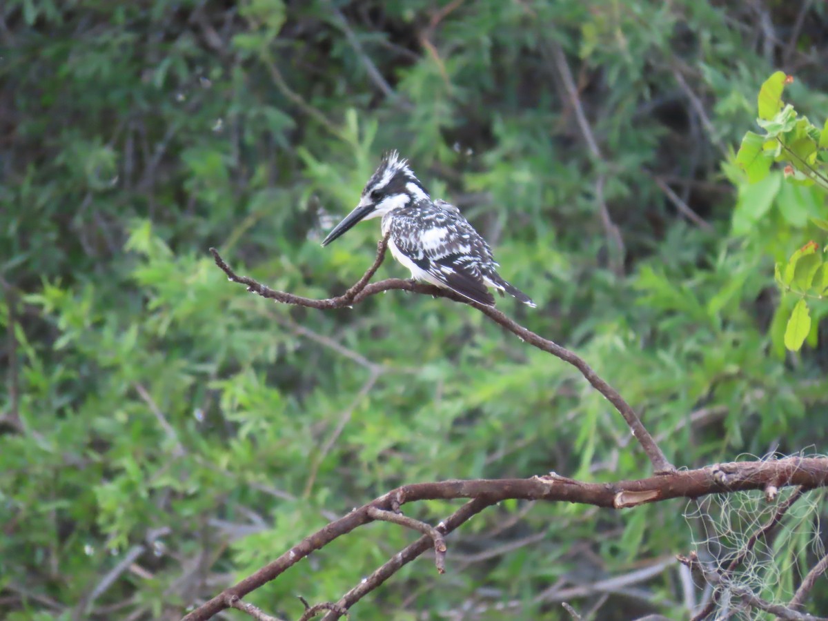 Малый пегий зимородок - ML646798290
