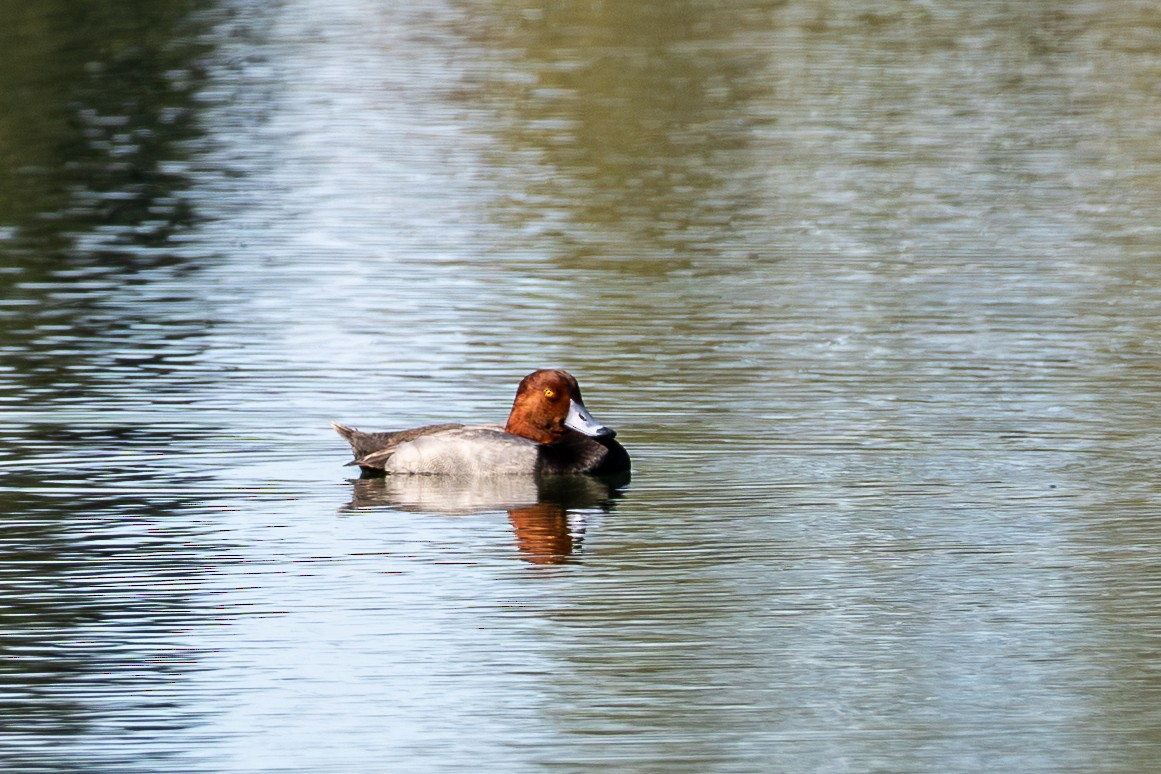 アメリカホシハジロ - ML646798292