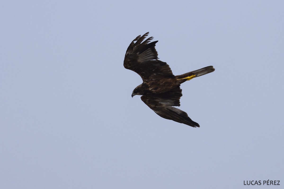 Zingira-mirotz eurasiarra - ML646798293