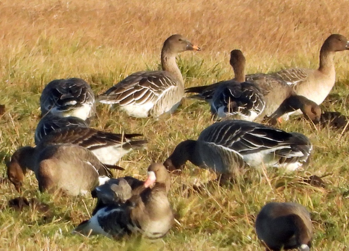 Тундрын буурал галуу - ML646798298