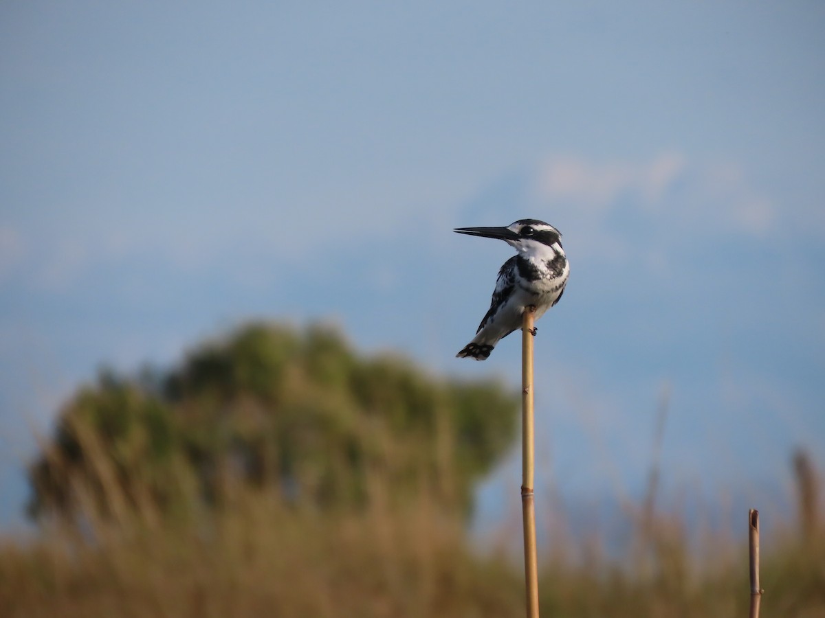 Малый пегий зимородок - ML646798301
