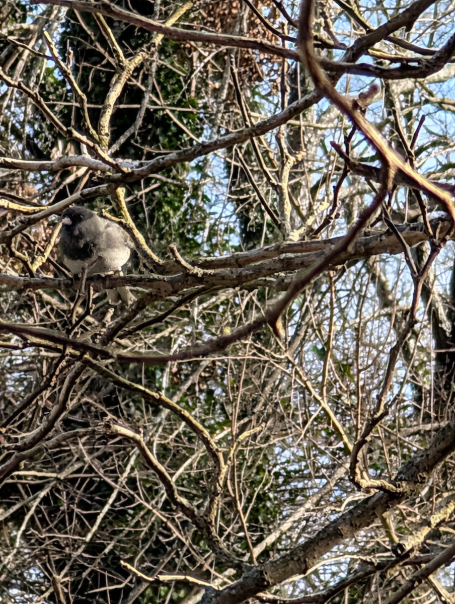 Dark-eyed Junco - ML646798305