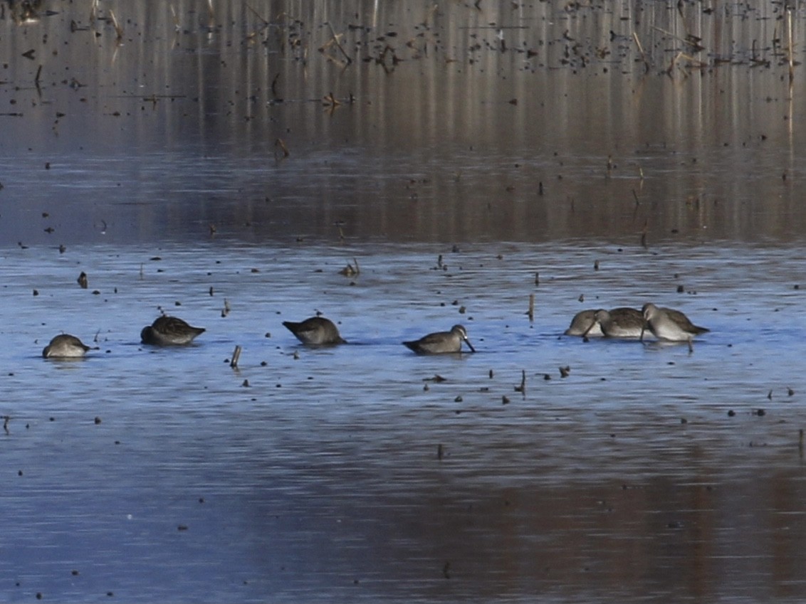 Long-billed Dowitcher - ML646798306